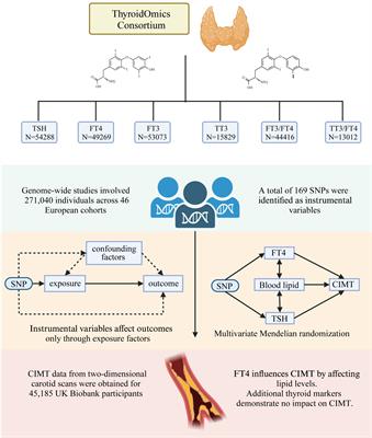 Deciphering thyroid function and CIMT: a Mendelian randomization study of the U-shaped influence mediated by apolipoproteins